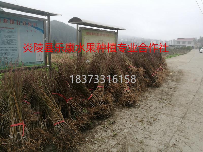 湖南黃桃苗基地_黃桃苗批發(fā)價格