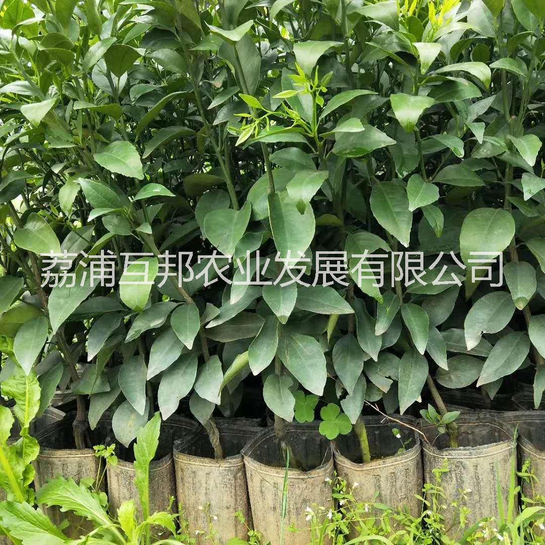 沃柑杯苗 沃柑杯苗價格 沃柑杯苗廠家 沃柑杯苗種植技術(shù)