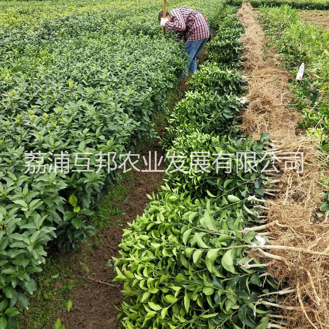 砂糖橘苗 廣西砂糖橘苗 桂林砂糖 砂糖橘苗批發(fā)熱線