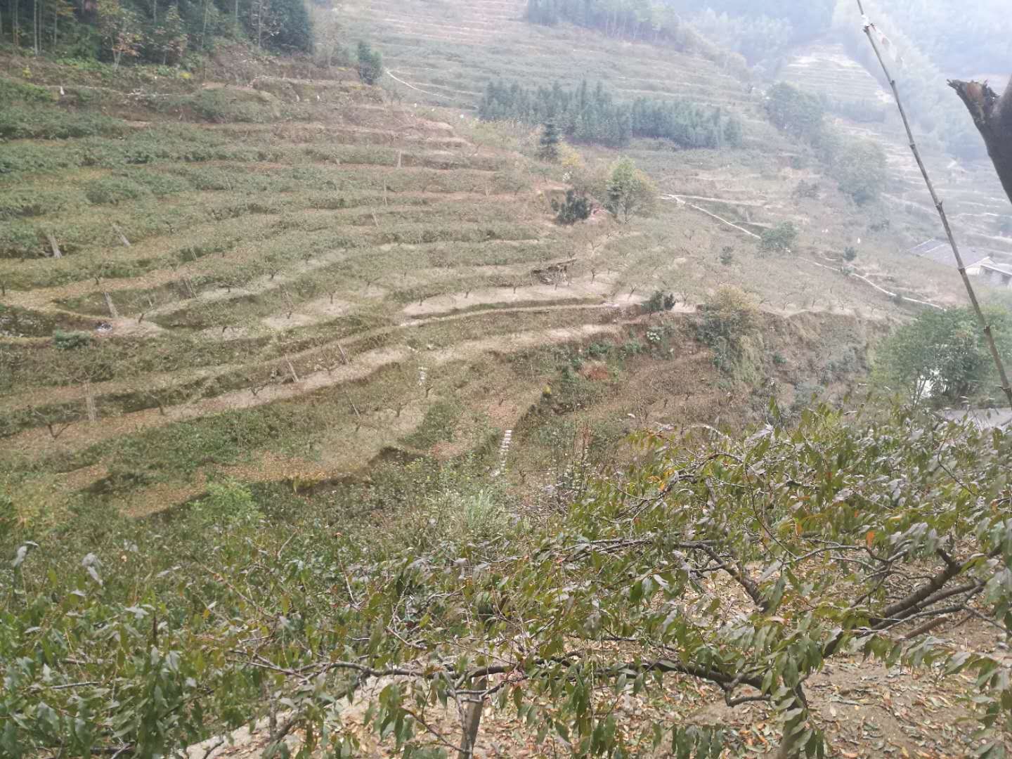 湖南黃桃苗基地_黃桃苗批發(fā)價格