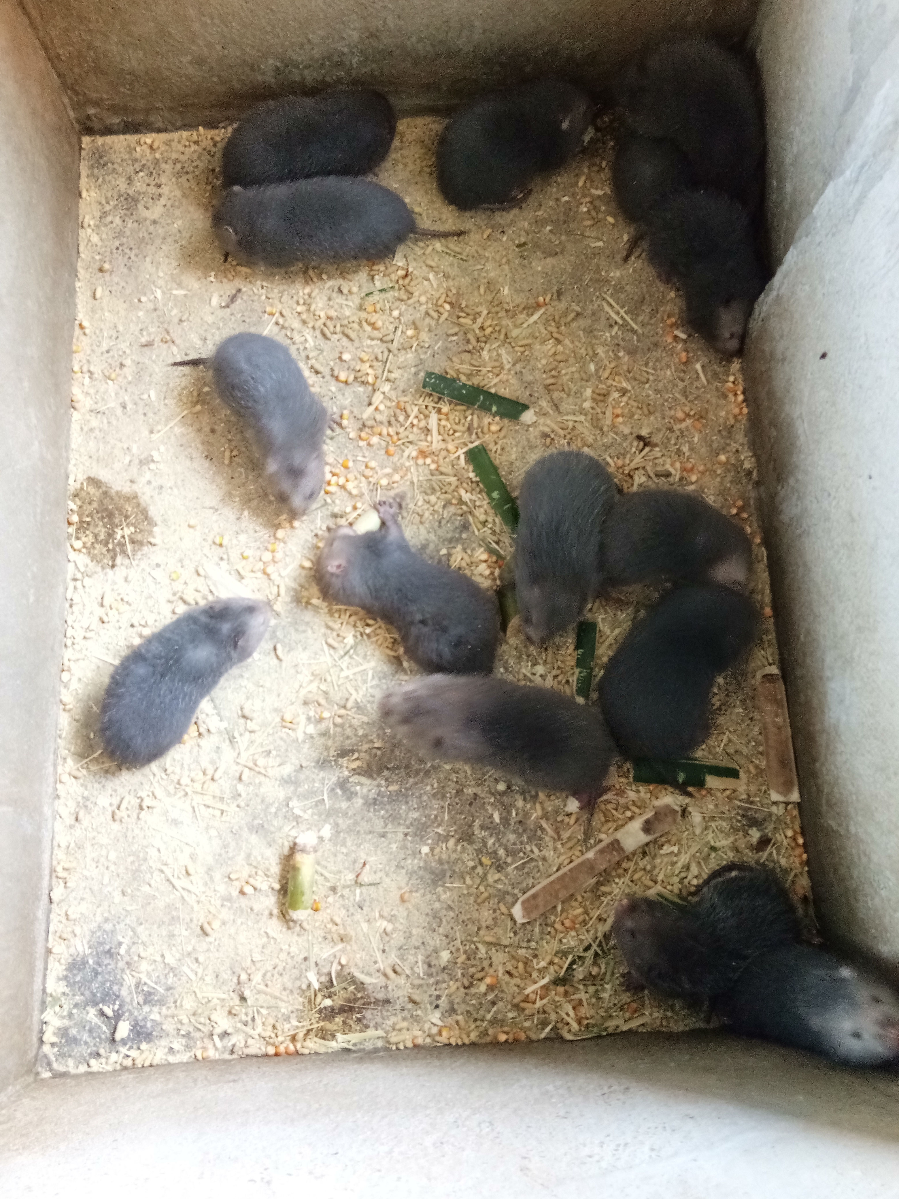 生態(tài)養(yǎng)殖場(chǎng) 中華*養(yǎng)殖場(chǎng) * 生態(tài)*養(yǎng)殖場(chǎng)地 德祥生態(tài)養(yǎng)殖場(chǎng)