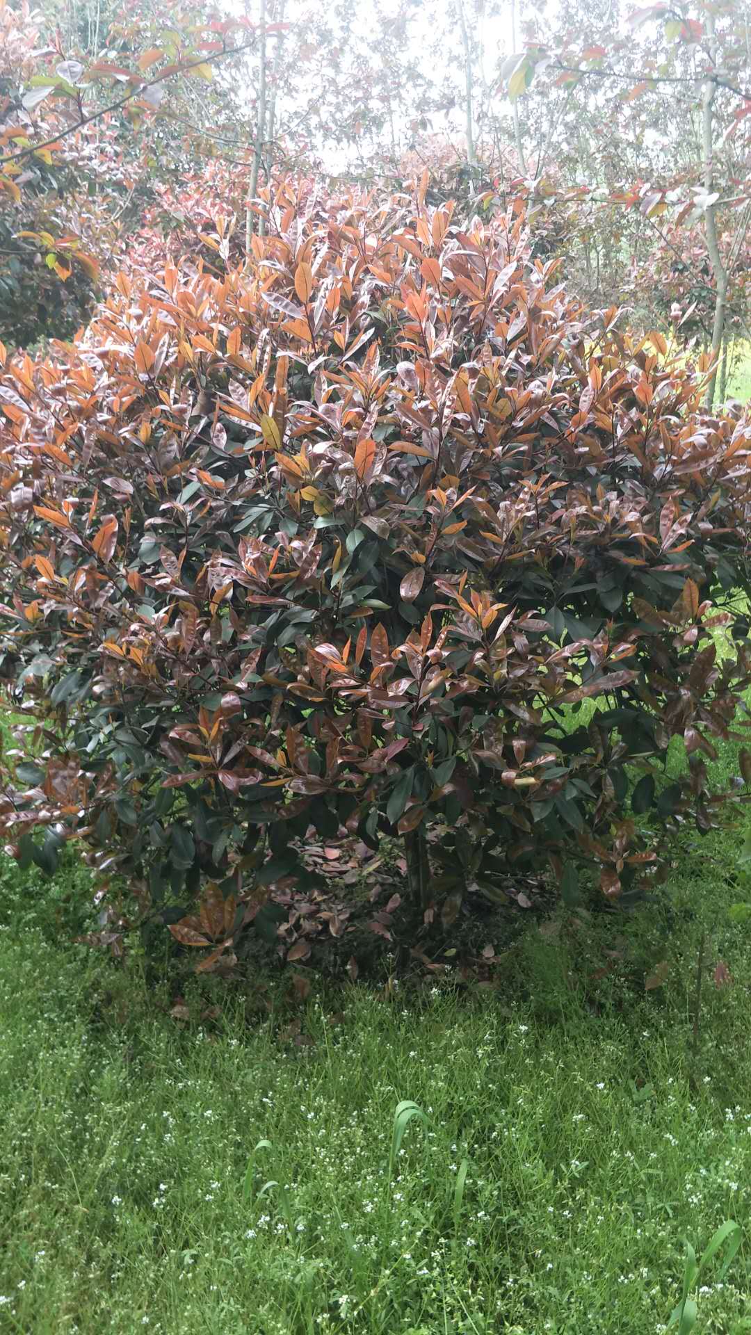 紅葉石楠苗 紅葉石楠球