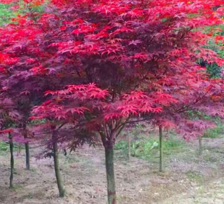 紅楓小苗-先國園林-2-3公分紅楓/廠家批發(fā)價(jià)格報(bào)價(jià)供應(yīng)商