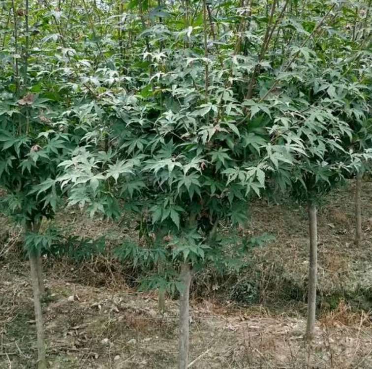 紅楓小苗-先國園林-2-3公分紅楓/廠家批發(fā)價(jià)格報(bào)價(jià)供應(yīng)商