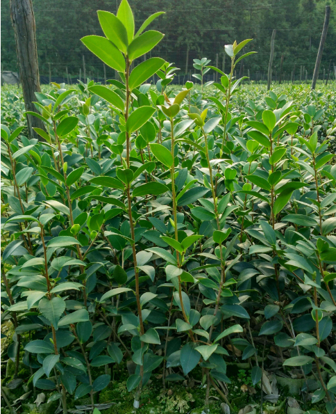 供應(yīng)各種造林苗  各種造林苗批發(fā)  各種造林苗采購價格