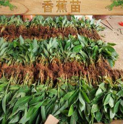 廣西西貢香蕉苗 西貢香蕉苗種植 西貢香蕉苗批發(fā) 西貢香蕉苗供應(yīng) 西貢香蕉苗商家 西貢香蕉苗產(chǎn)地