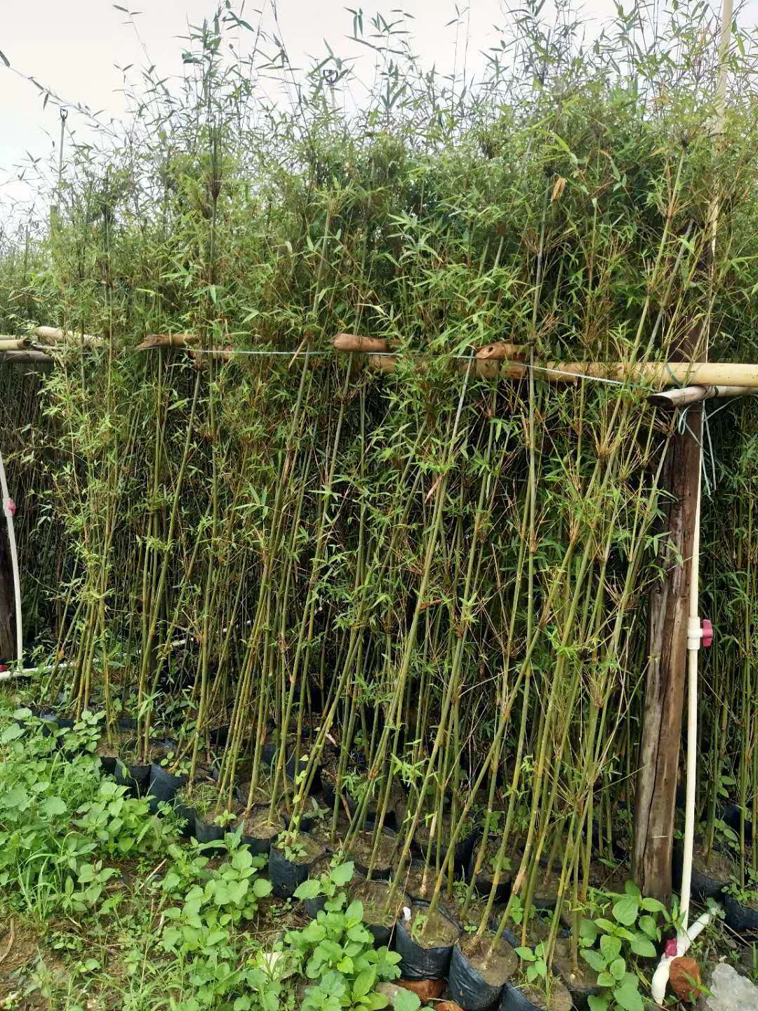 常青四季觀音竹鳳尾竹12 室內(nèi)庭院盆栽青竹 戶外種植竹青竹子苗