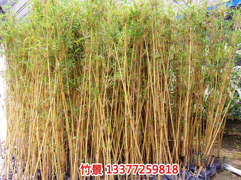 小琴絲竹 四季常青琴絲竹 鳳尾竹 金鑲竹子苗室內盆栽竹子