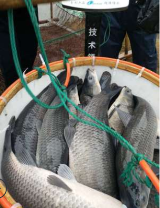 青魚 青魚報(bào)價(jià) 青魚批發(fā) 青魚供應(yīng)商 青魚生產(chǎn)廠家 青魚哪家好 青魚直銷 湖州青魚