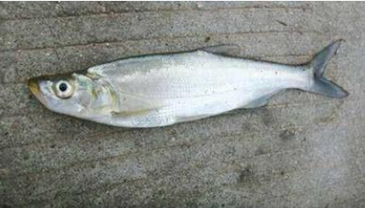 時(shí)令熱銷——【白魚】魚苗魚苗以及成品魚 湖州成品魚