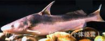 回魚魚苗 回魚魚苗報(bào)價(jià) 回魚魚苗批發(fā) 回魚魚苗生產(chǎn)廠家 回魚魚苗供應(yīng)商 回魚魚苗公司 湖州回魚魚苗