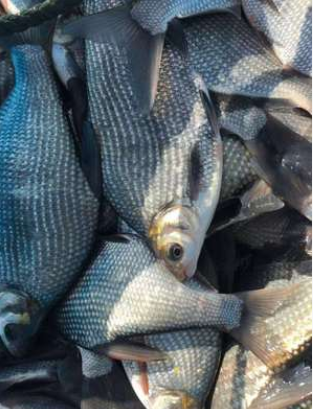 鳊魚*銷量* 熱銷推薦 湖州鳊魚