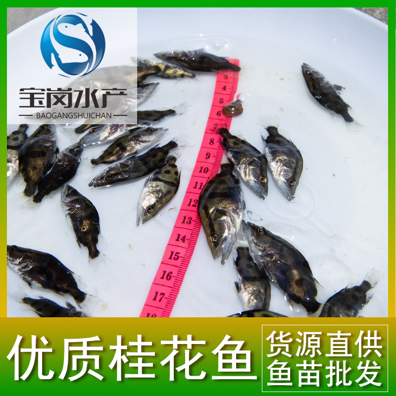 繁殖基地直銷(xiāo)優(yōu)質(zhì)桂花魚(yú)苗養(yǎng)殖苗 鱖魚(yú)各種淡水魚(yú)苗批發(fā)