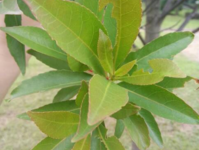 橡樹 橡樹批發(fā) 橡樹報價 上海橡樹