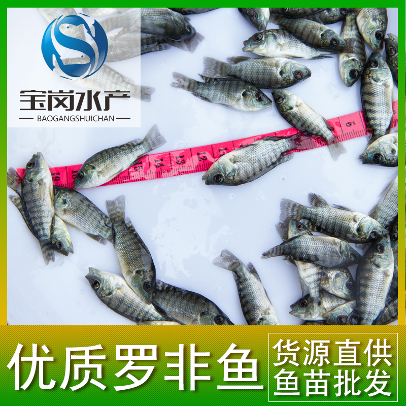 全國供應(yīng)全雄羅非魚魚苗 奧尼魚苗 新吉富 羅非水花 優(yōu)質(zhì)羅非魚苗