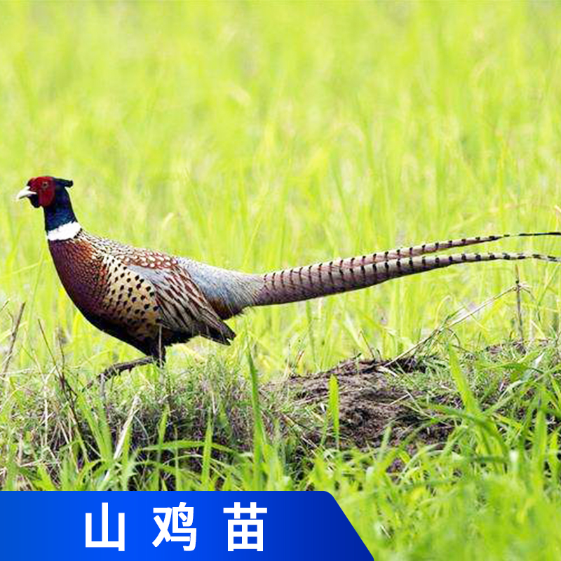 江門山雞苗，山雞苗養(yǎng)殖批發(fā)，山雞苗批發(fā)商