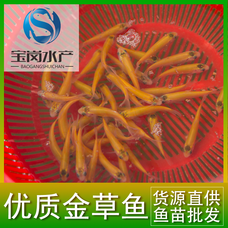 俄羅斯金絲鯇魚苗 金草魚苗 金鯇魚苗 金絲草魚 赤目魚 觀賞魚