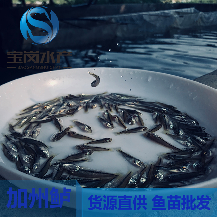 【2019熱賣中】 優(yōu)質(zhì)加州鱸魚苗 加州鱸水花 鱸魚苗批發(fā) 優(yōu)鱸一號