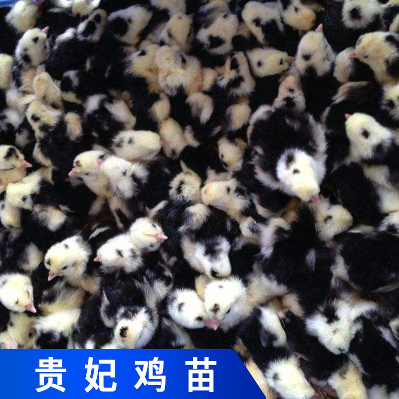 中山貴妃雞苗，貴妃雞苗養(yǎng)殖批發(fā)，貴妃雞苗批發(fā)商