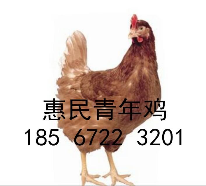 2019年60天海蘭褐青年雞報價
