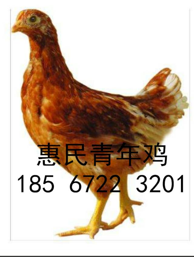 50日齡海蘭灰青年雞報價