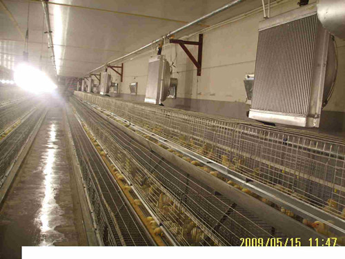 *出售雞舍*鍋爐_新型節(jié)能養(yǎng)雞鍋爐_低污染*率