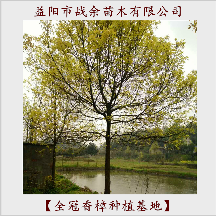 長期供應全冠香樟樹苗，麗江優(yōu)質(zhì)全冠香樟批發(fā)價，基地直銷，品種純正，3-20公分，成活率高