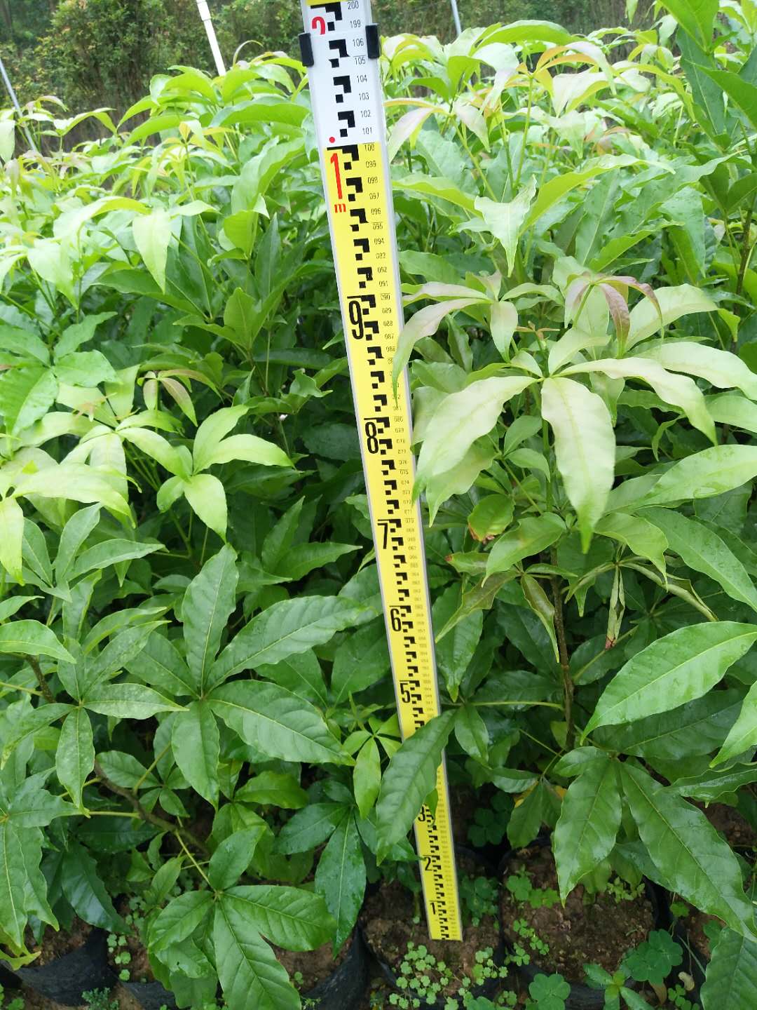 冰淇淋水果白柿，廣西冰淇淋水果白柿，廣西冰淇淋水果白柿價(jià)格，廣西冰淇淋水果白柿批發(fā)商