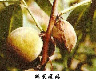 生物有機菌肥-豆粕、肉蛋白