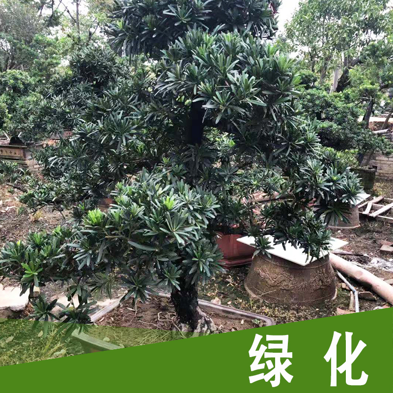 佛山綠化施工、工程服務(wù)、公司、價(jià)格、施工電話【佛山市華豐泰建筑工程有限公司】