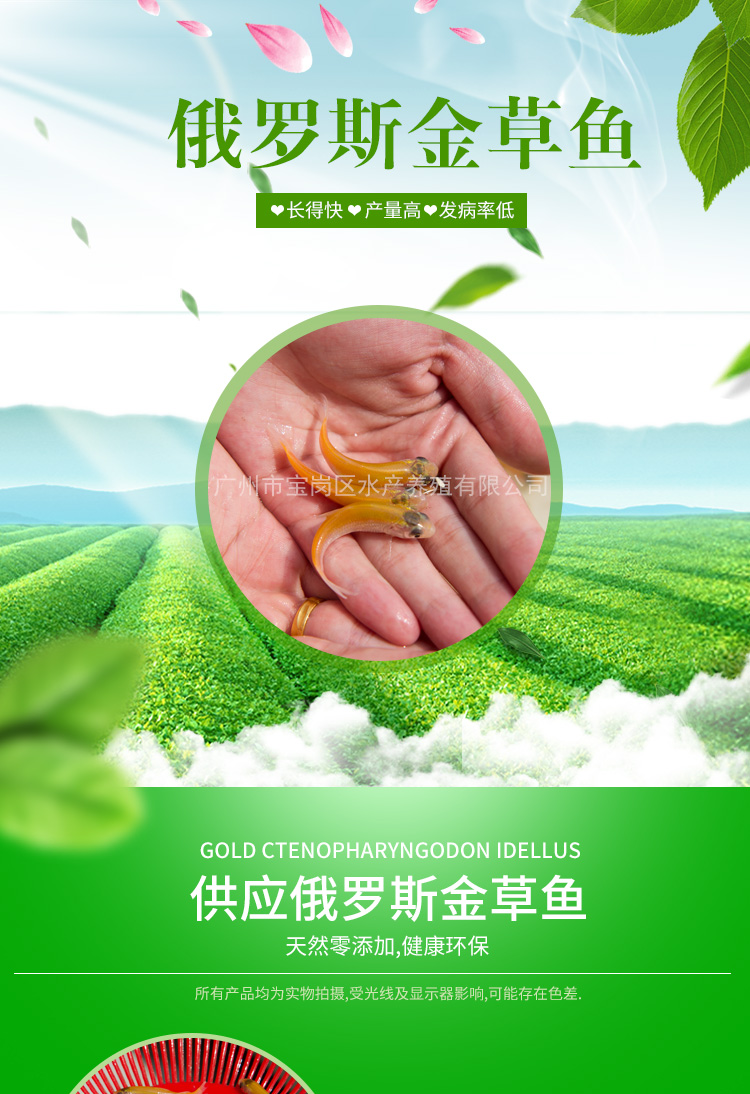 金草魚供應(yīng)商廠家批發(fā)報(bào)價(jià)直銷 金草魚苗批發(fā) 金草魚苗批發(fā)價(jià)格 廣東金草魚苗  廣東俄羅斯金草魚苗