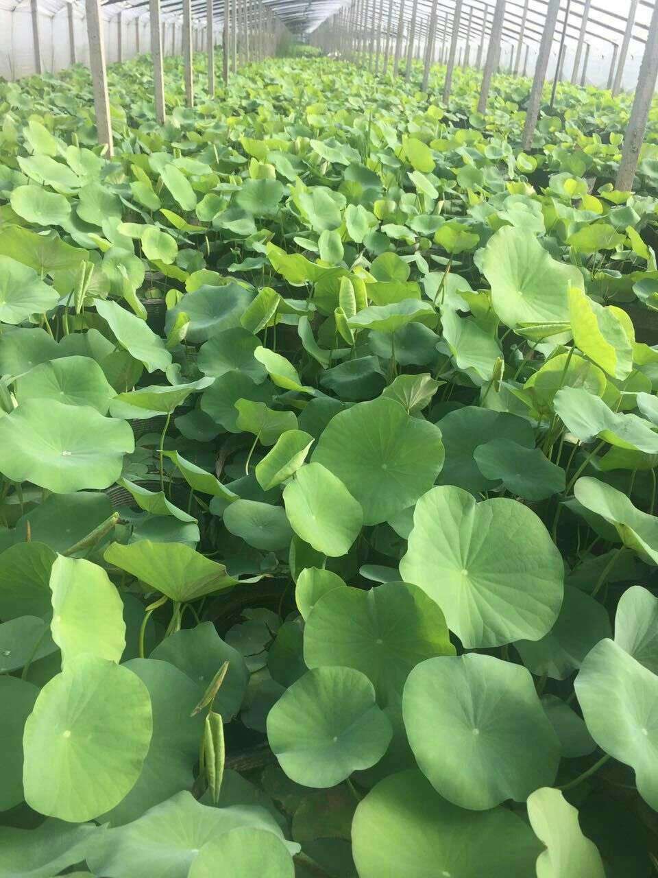 各色 荷花盆栽基地