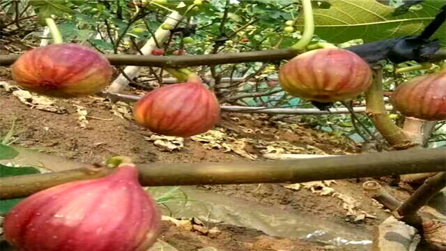 山東果樹蓋草布價(jià)格