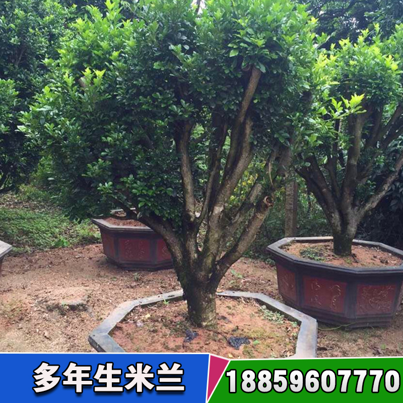 溫江綠化苗木基地 綠化苗木繁育基地 陜北綠化苗木基地