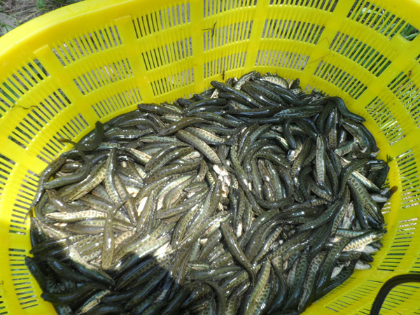 濟(jì)寧黑魚苗山東黑魚苗黑魚苗價(jià)格 黑魚苗，山東本地黑魚苗價(jià)格