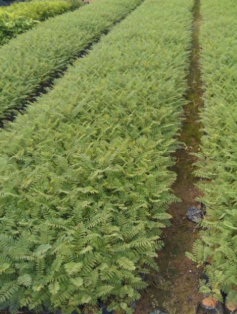 四川藍花楹樹小苗批發(fā)/基地 /價格/小苗 辜氏藍花楹苗
