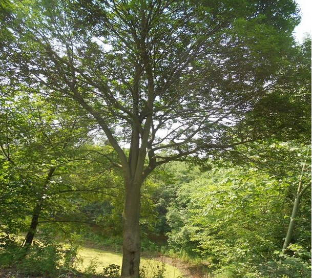四川供應黃桷樹種苗  黃桷樹種苗基地批發(fā)  黃桷樹種苗價格 樸樹種苗