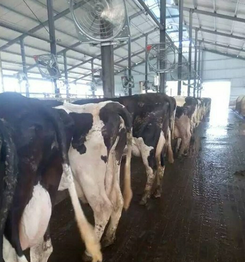 供應(yīng)懸掛式鍍鋅板農(nóng)牧風(fēng)機(jī)_畜牧養(yǎng)殖場所*