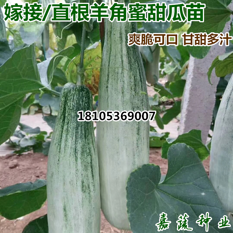直根羊角蜜甜瓜苗 綠寶甜瓜苗 嫁接羊角蜜甜瓜苗綠寶甜瓜苗 錦玉甜瓜苗 博洋甜瓜苗