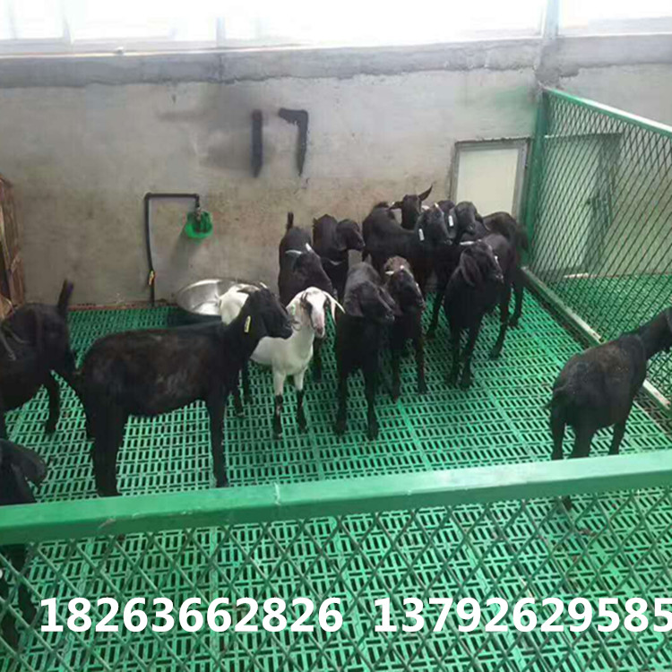 山羊漏糞板  羊地板 塑料網(wǎng)床