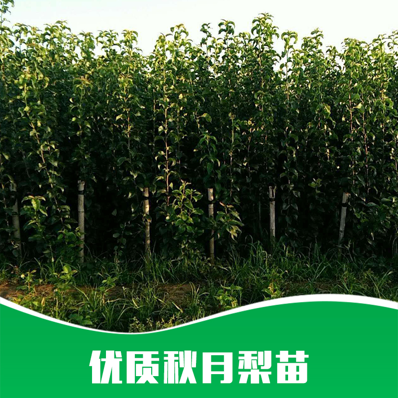 秋月梨苗 秋月梨苗價(jià)格 秋月梨苗基地 秋月梨苗哪家好 青島秋月梨苗 山東秋月梨苗