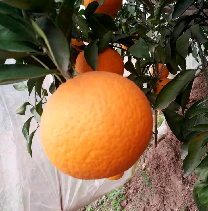 新鮮水果 新鮮水果報價 新鮮水果批發(fā) 新鮮水果供應商 新鮮水果生產(chǎn)廠家 新鮮水果哪家好
