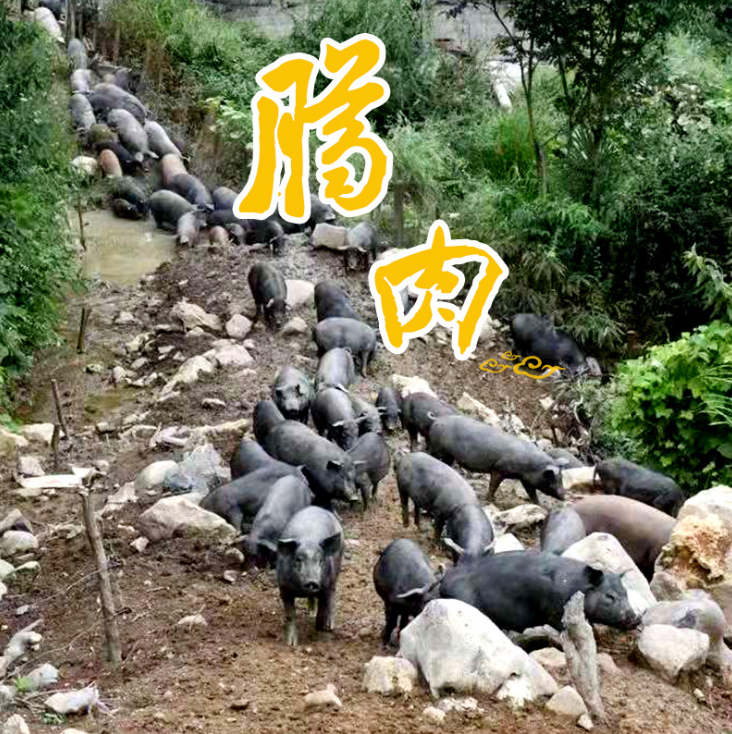 散養(yǎng)跑*肉 散養(yǎng)跑*肉報價 散養(yǎng)跑*肉批發(fā)  散養(yǎng)跑*肉供應商 散養(yǎng)跑*肉生產(chǎn)廠家