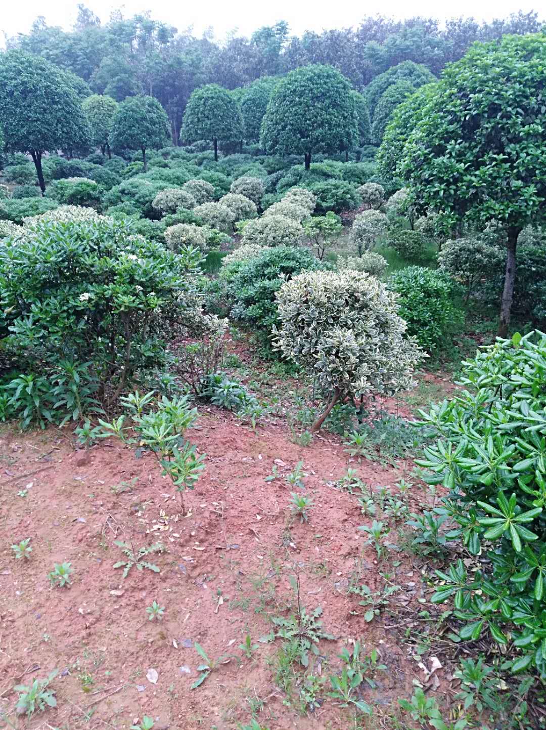 株洲海棠球種植廠家