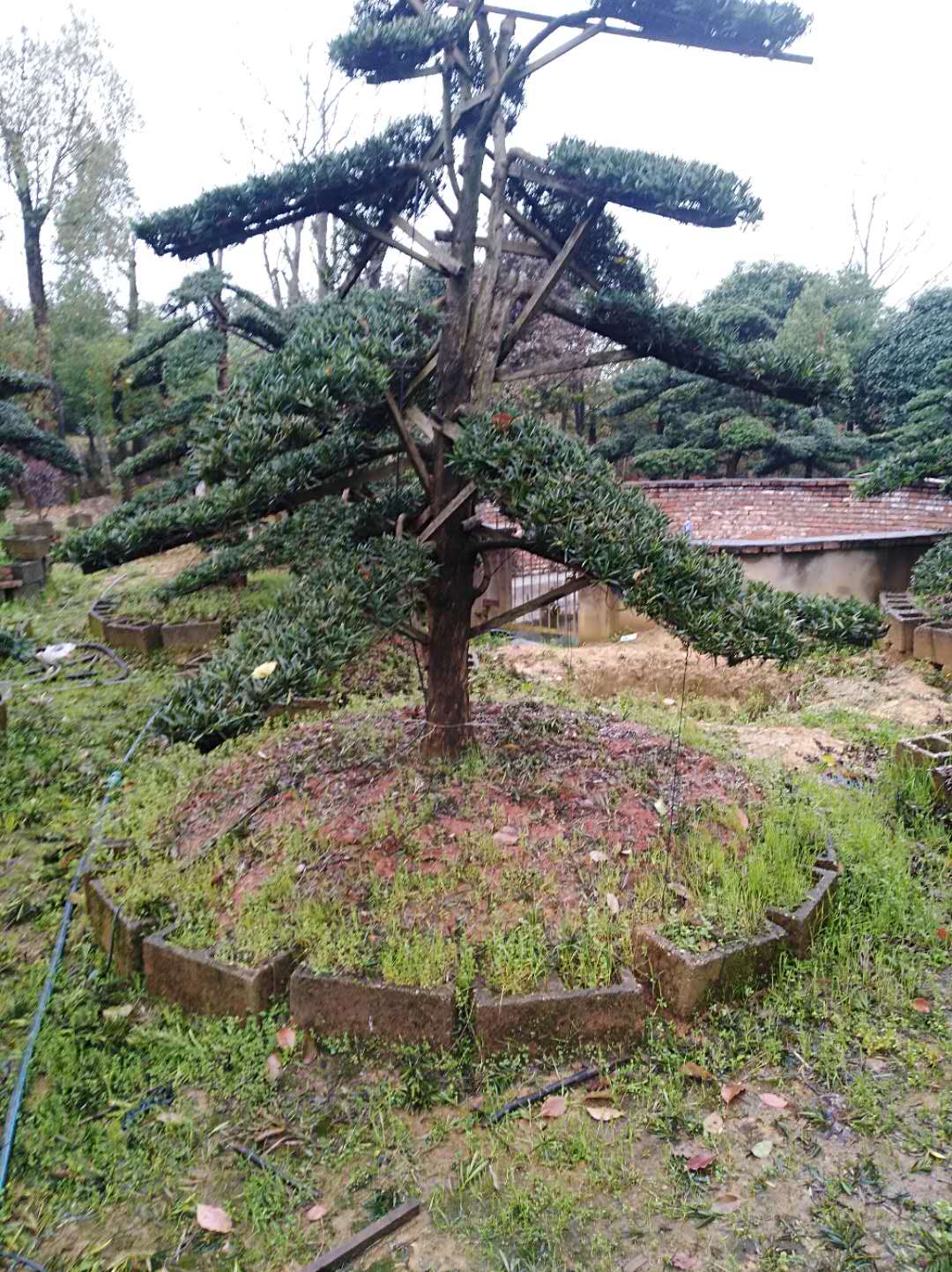 造行羅漢松種植基地批發(fā)