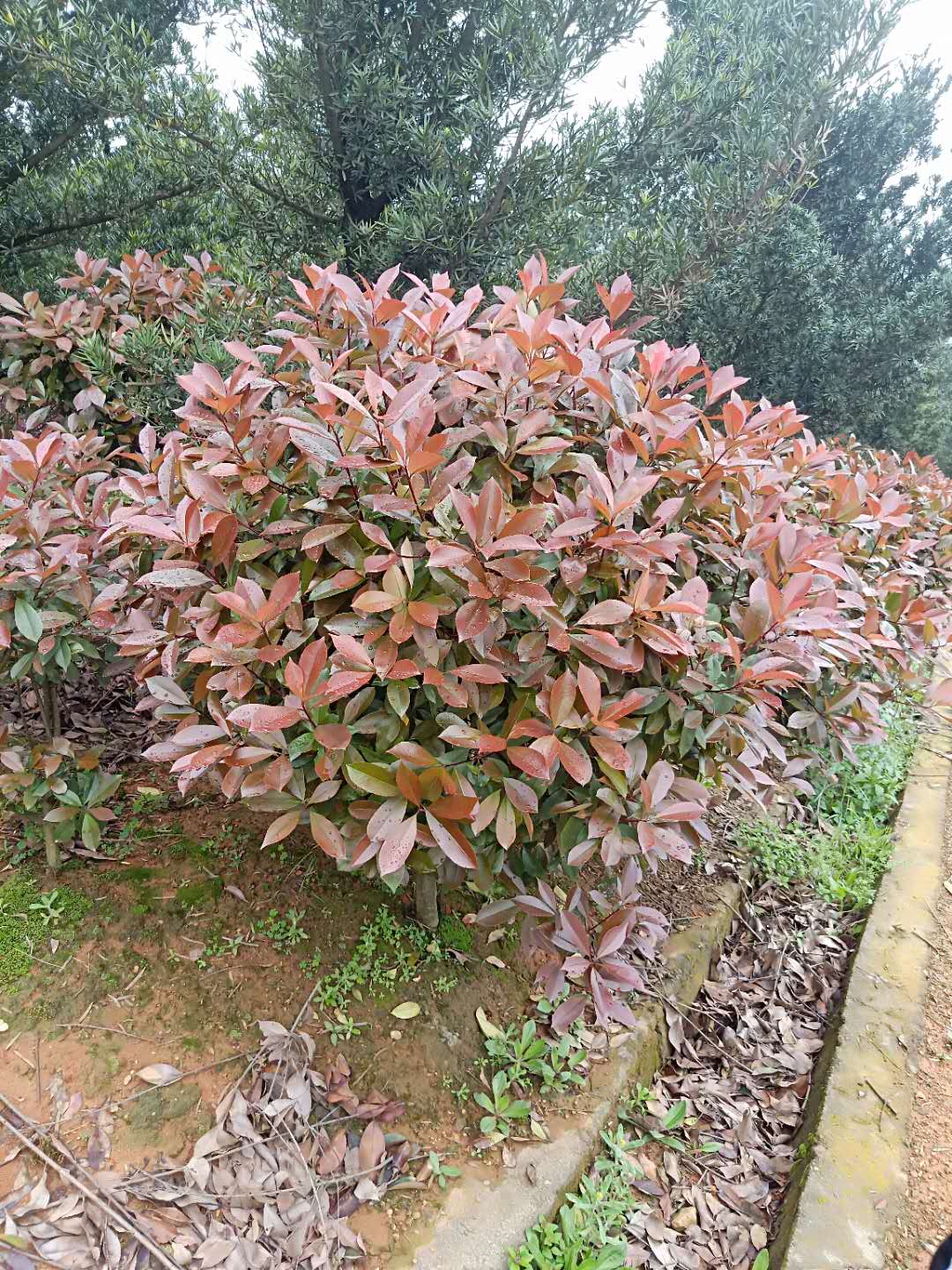 紅葉石楠-紅葉石楠樹-紅葉石楠樹價(jià)格-益陽紅葉石楠樹價(jià)格