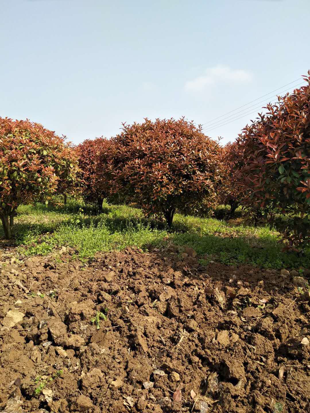 紅葉石楠-紅葉石楠樹-紅葉石楠樹價(jià)格-益陽紅葉石楠樹價(jià)格