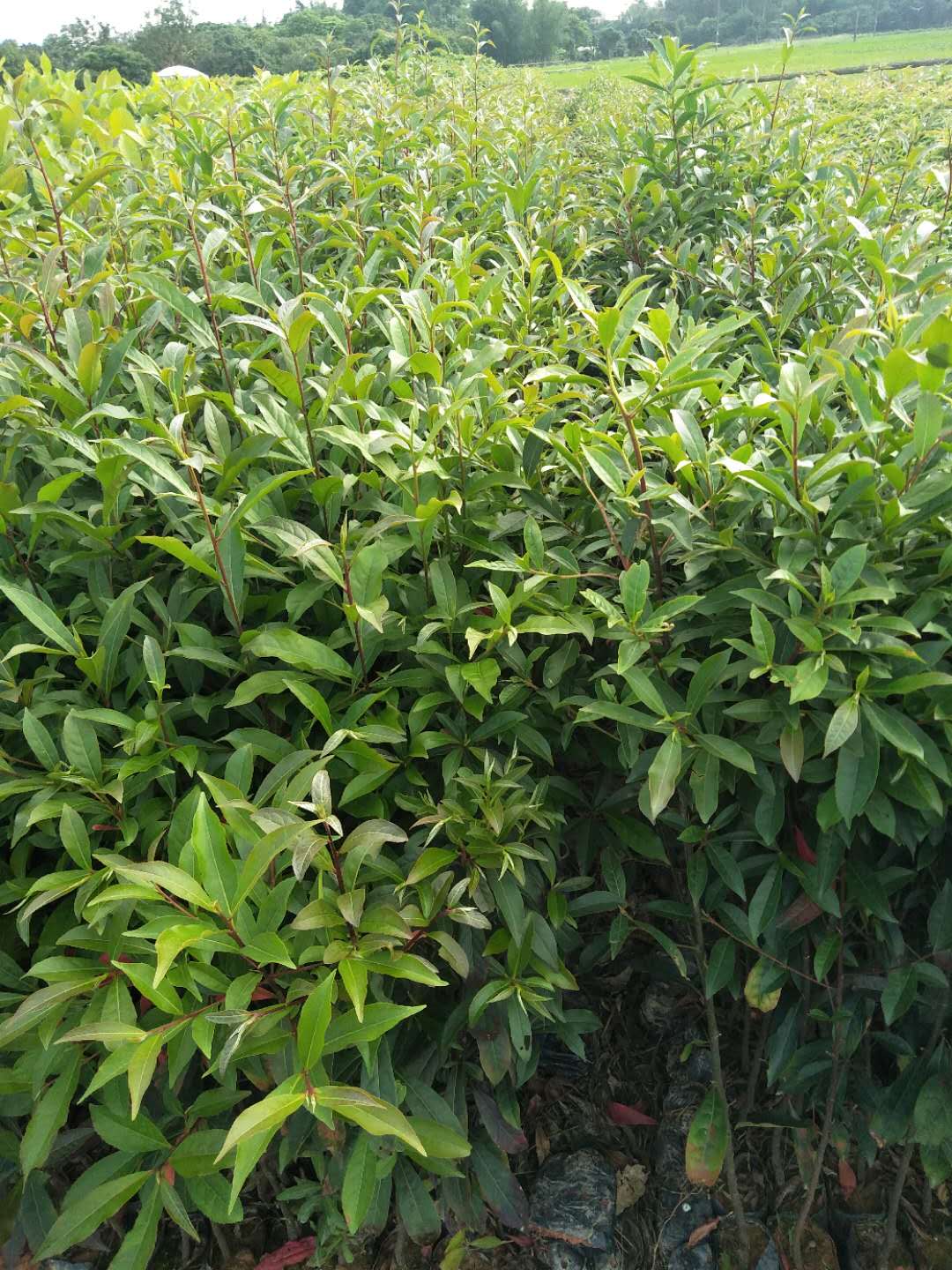 山杜英苗種植園、采購山杜英苗、山杜英苗銷售