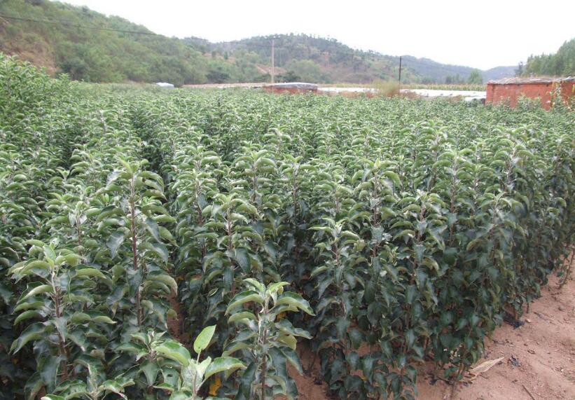 供應(yīng)蘋果苗、蘋果苗基地、蘋果苗批發(fā)、蘋果苗價格