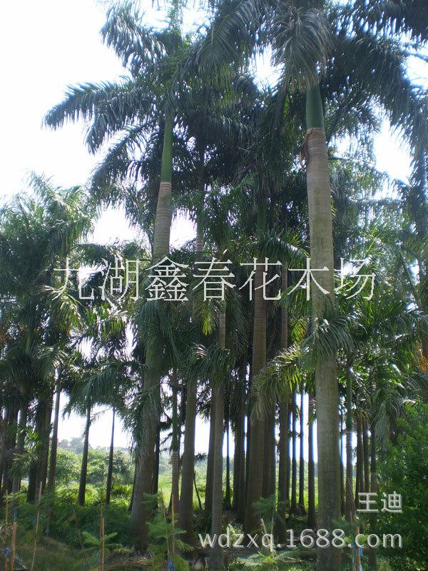 供應大王椰價格,福建漳州大王椰產(chǎn)地直銷,公園綠化,小區(qū)綠化